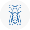 West Dulwich Wasp Nest Removal